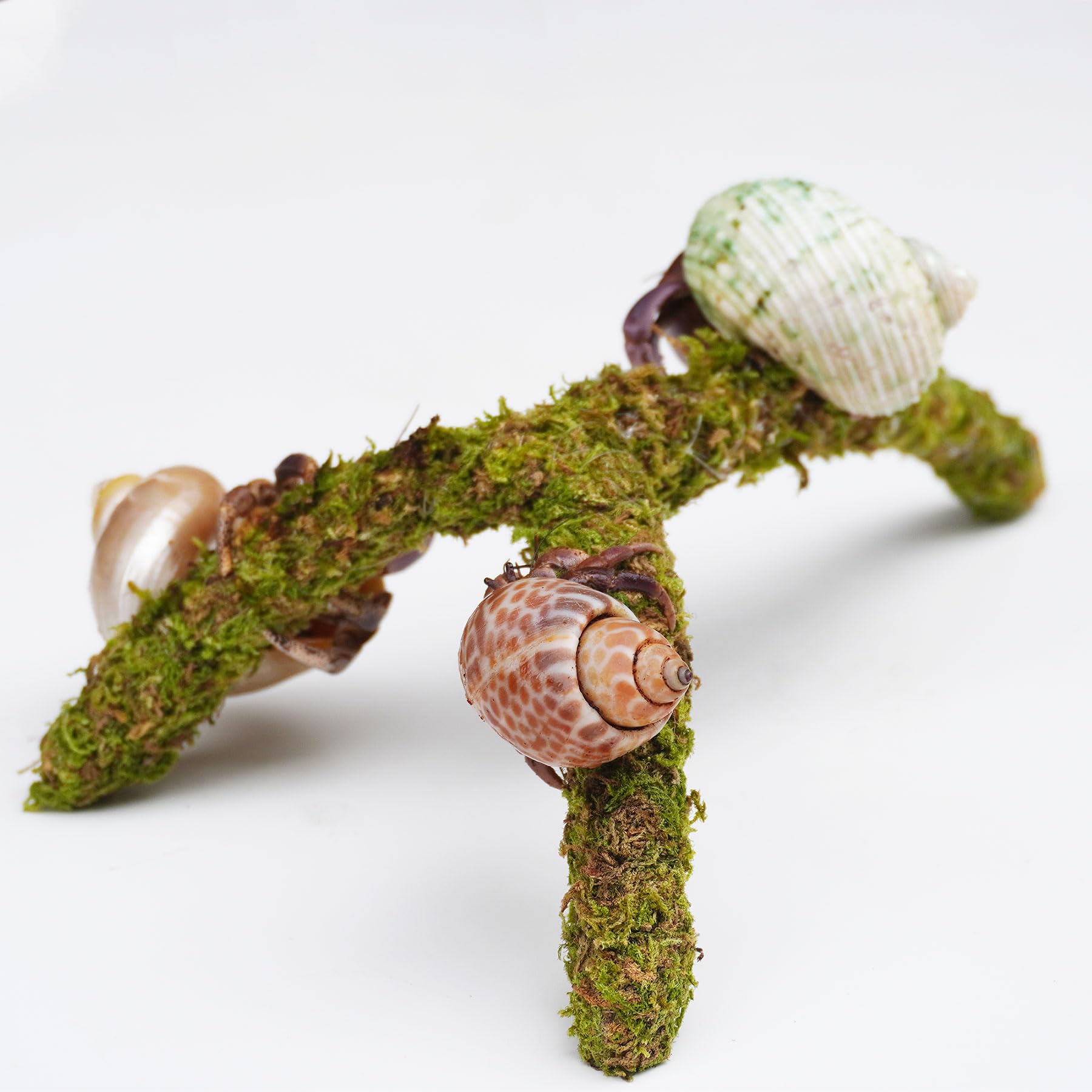 Jinymral Hermit Crab Climbing Toy assembled and ready to encourage climbing.