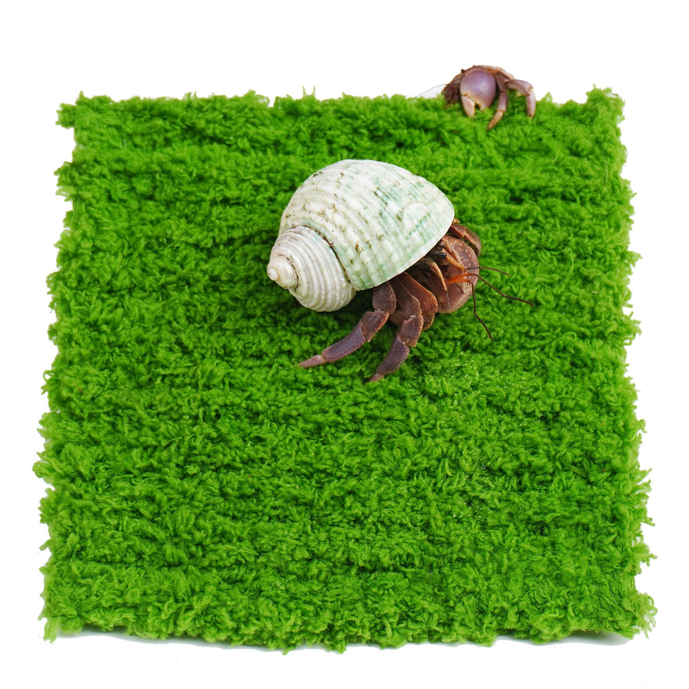 Jinymral hermit crab climbing wall 6-inch length ready for tank enrichment.