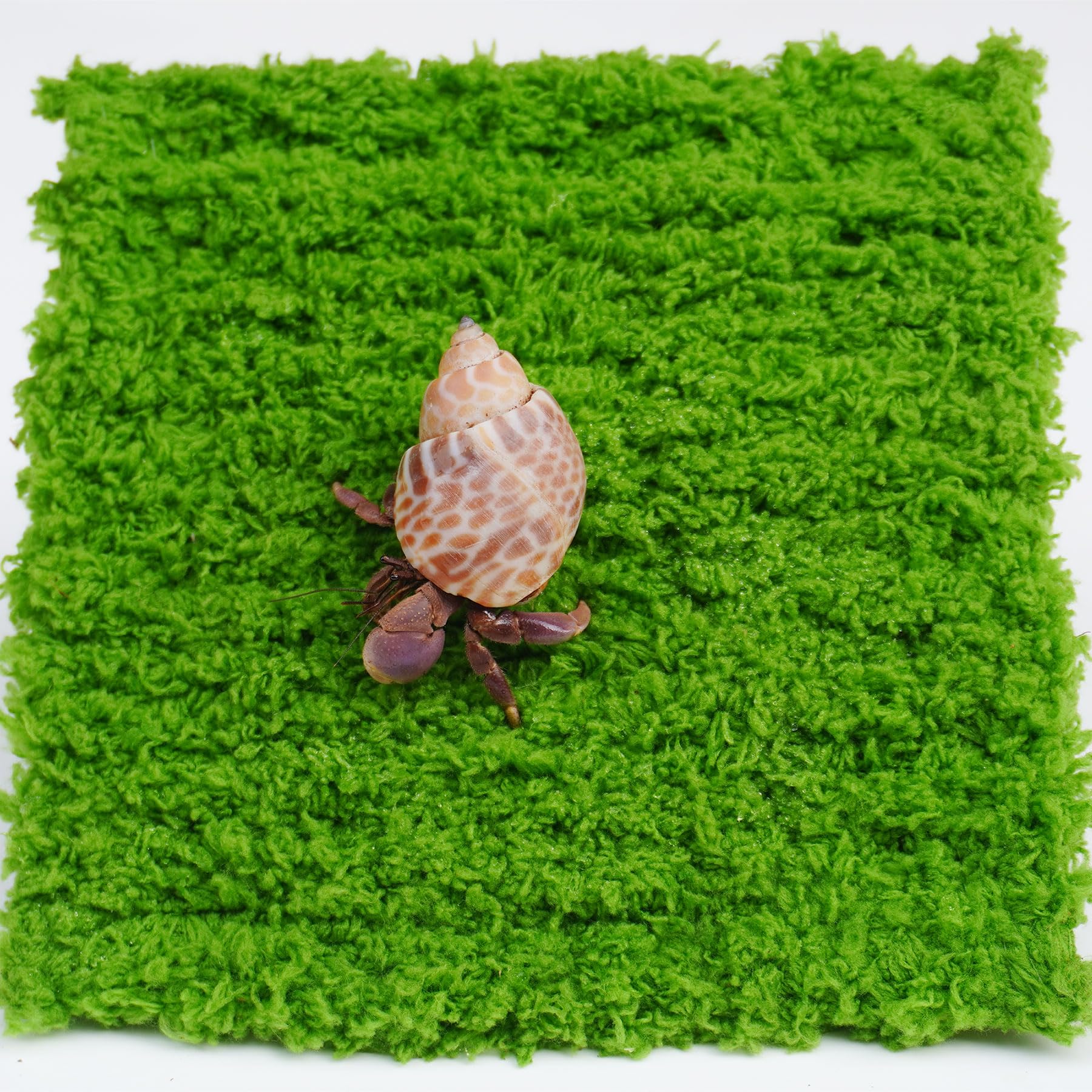 Jinymral hermit crab climbing wall assembly shows easy setup for tanks.