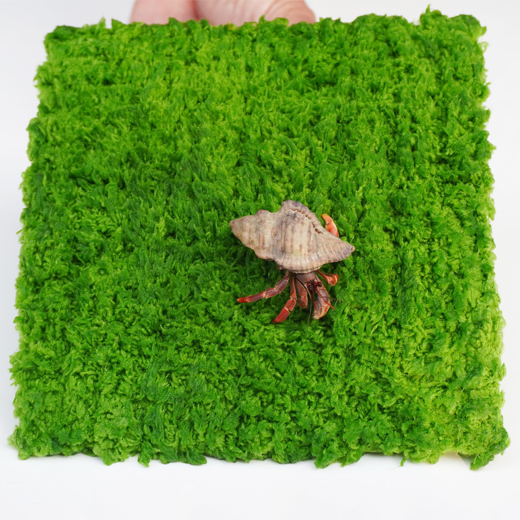 Jinymral hermit crab climbing wall package ready for immediate use.