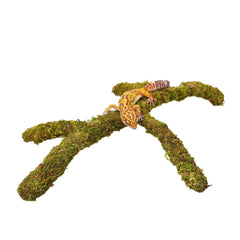 Jinymral Leopard Gecko climbing toy extended for adjustable tank heights and enrichment