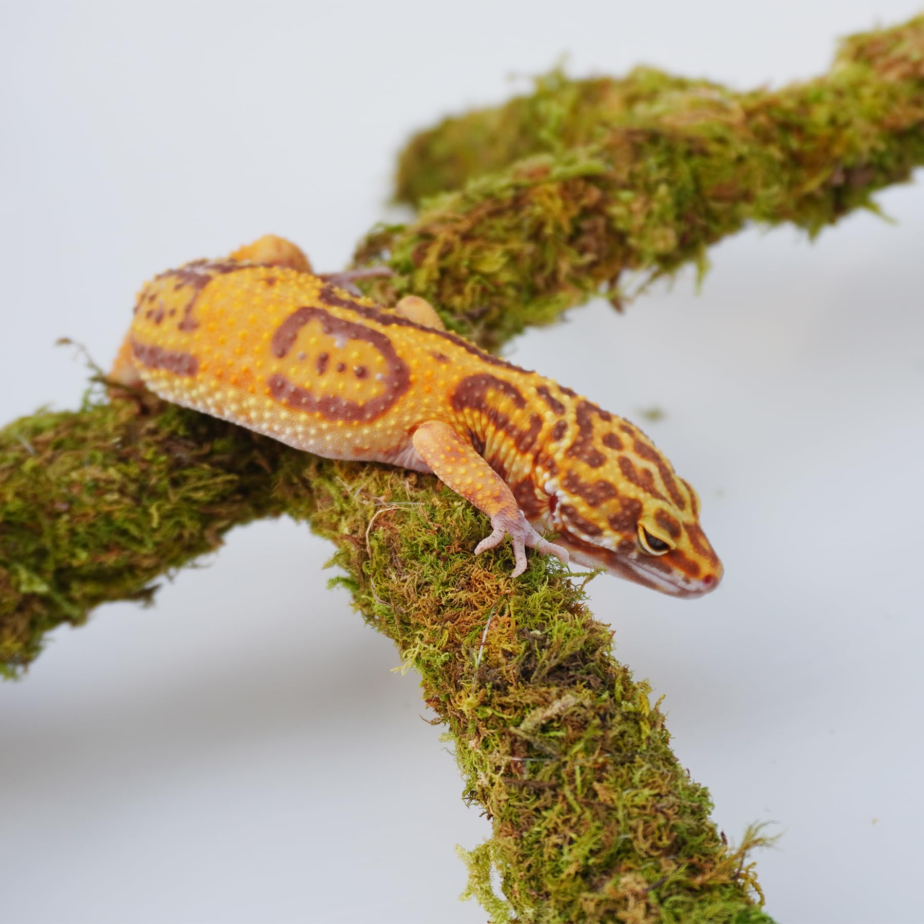 Jinymral Leopard Gecko climbing toy forest moss material provides a moisturized surface