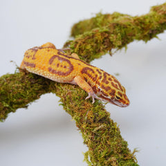 Jinymral Leopard Gecko climbing toy forest moss material provides a moisturized surface