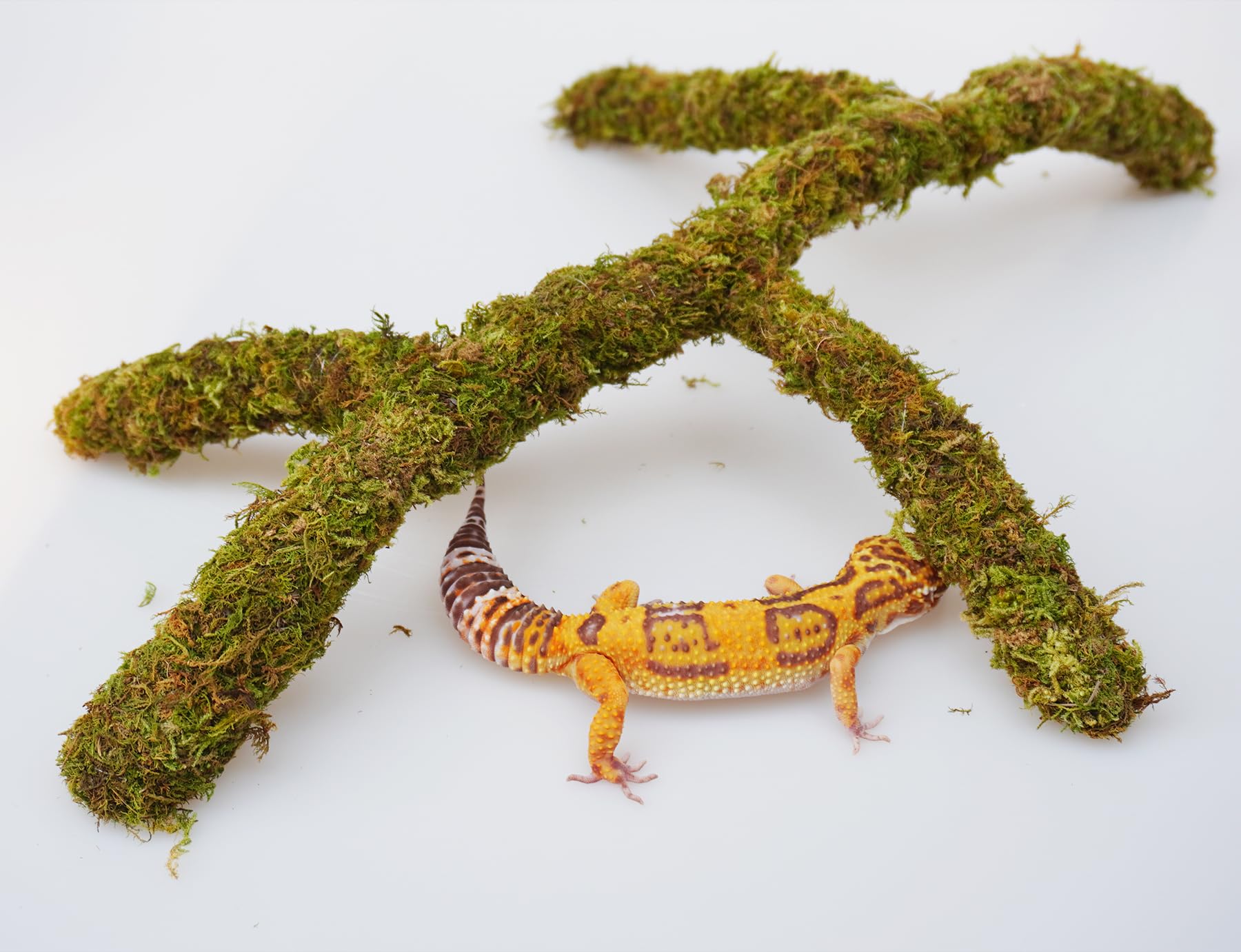 Jinymral Leopard Gecko climbing toy terrarium decor enhances habitat enrichment