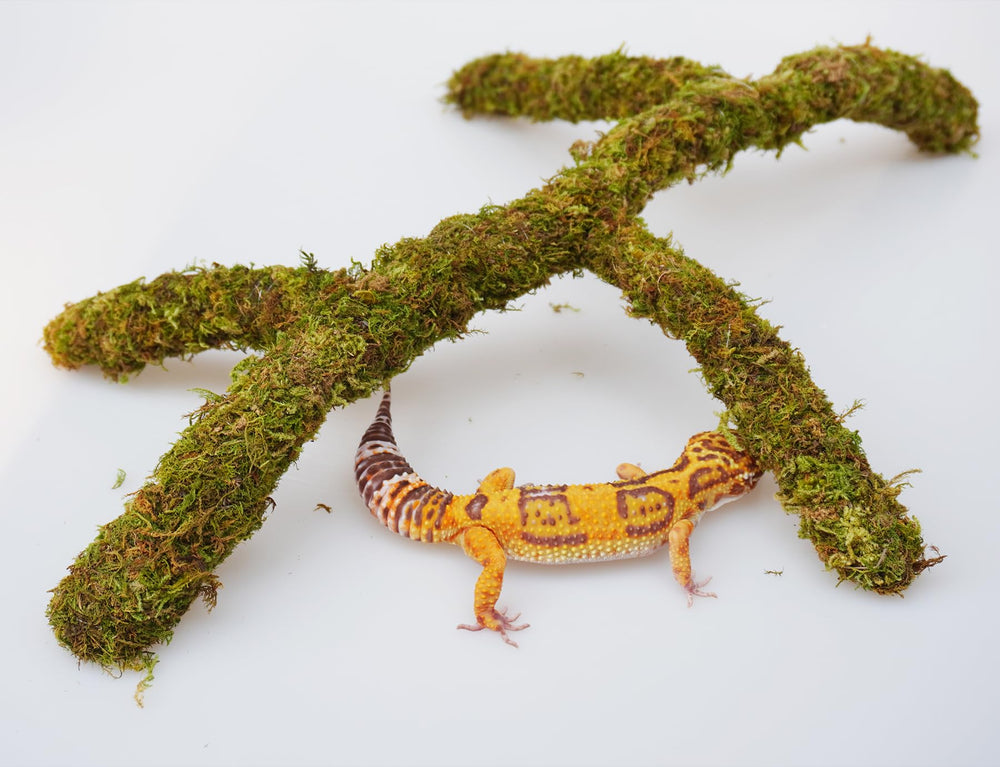 Jinymral Leopard Gecko climbing toy terrarium decor enhances habitat enrichment