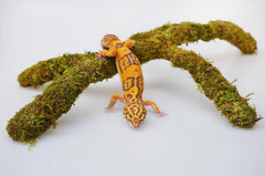 Jinymral Leopard Gecko climbing toy unfolded and ready for quick tank setup