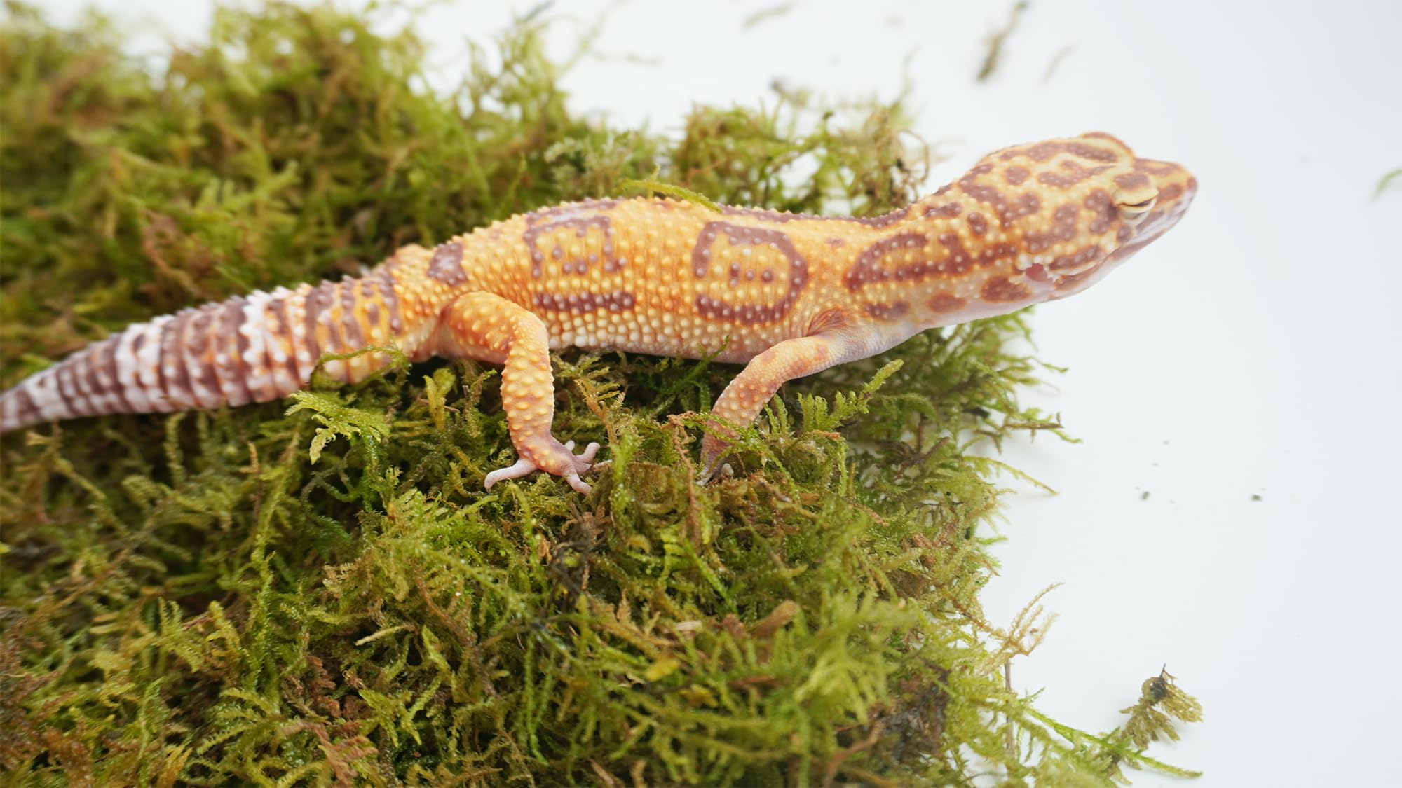 Jinymral leopard gecko substrate close-up shows natural color and impurity-free composition.