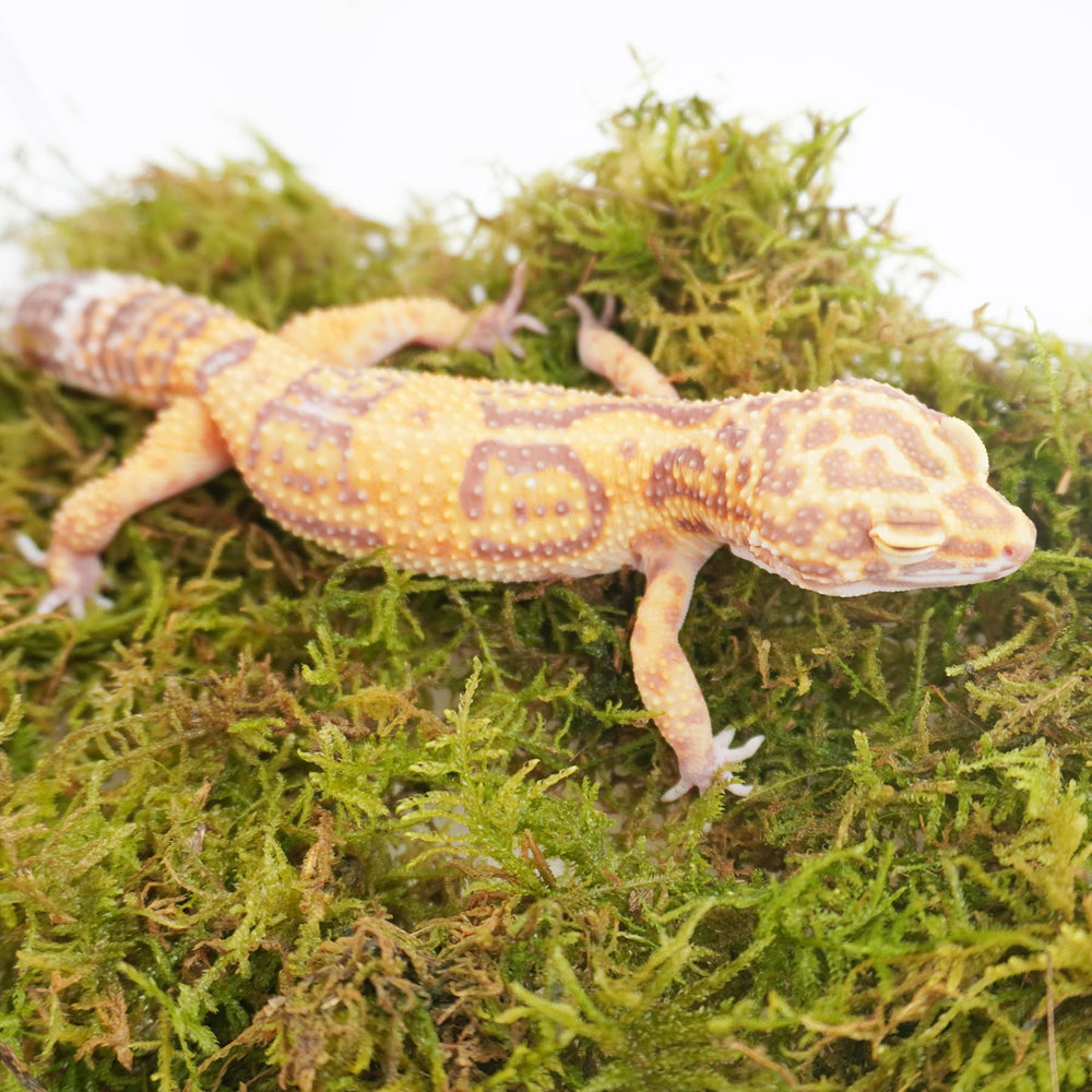 Jinymral leopard gecko tank setup demonstrates safe, dye-free, natural-toned substrate.