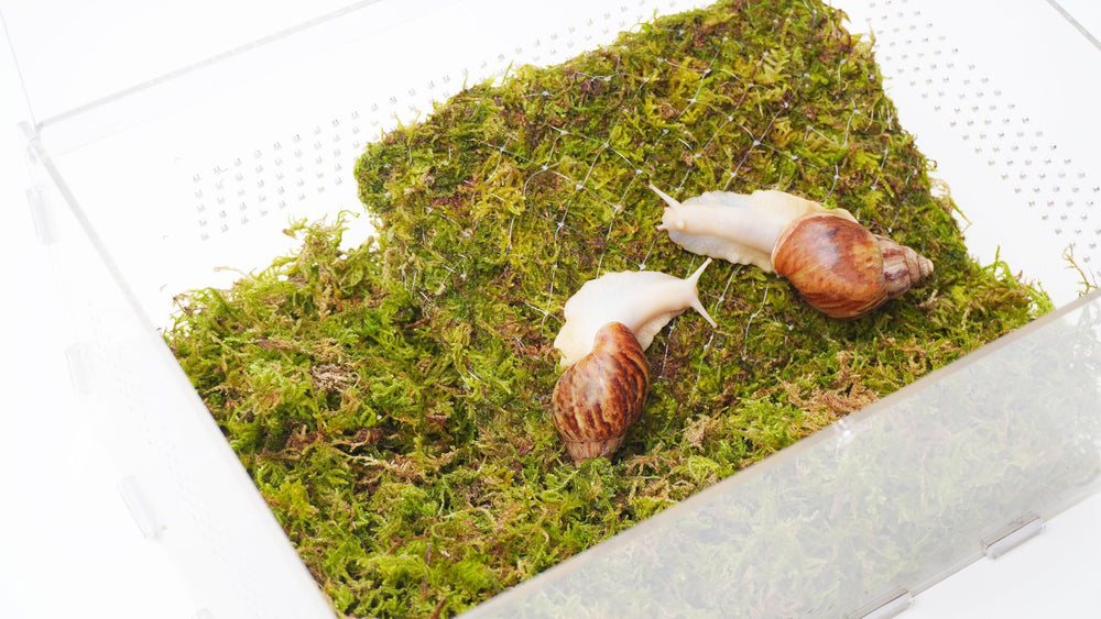 Jinymral pet snail climbing wall close-up; shows climbing activity and enrichment