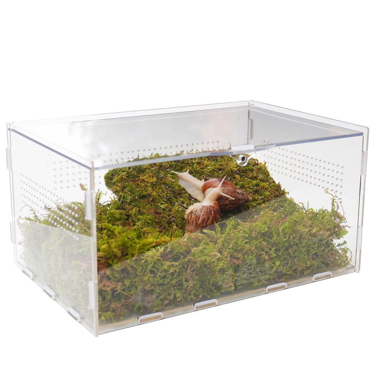Jinymral pet snail terrarium front view; crystal-clear acrylic for easy observation