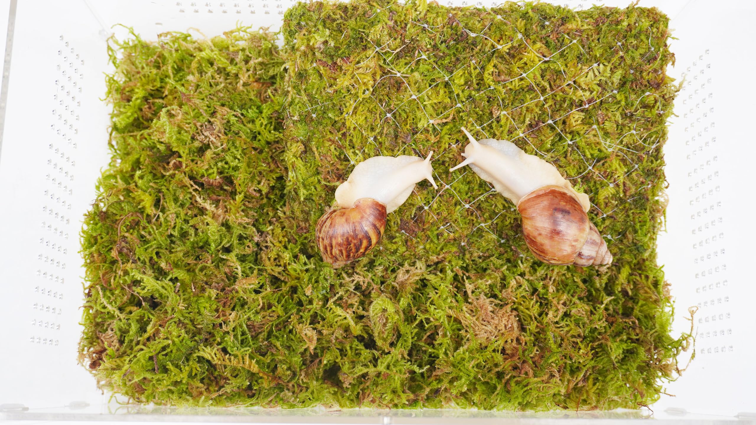 Jinymral pet snail terrarium top view; transparent housing for uninterrupted viewing