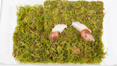 Jinymral pet snail terrarium top view; transparent housing for uninterrupted viewing