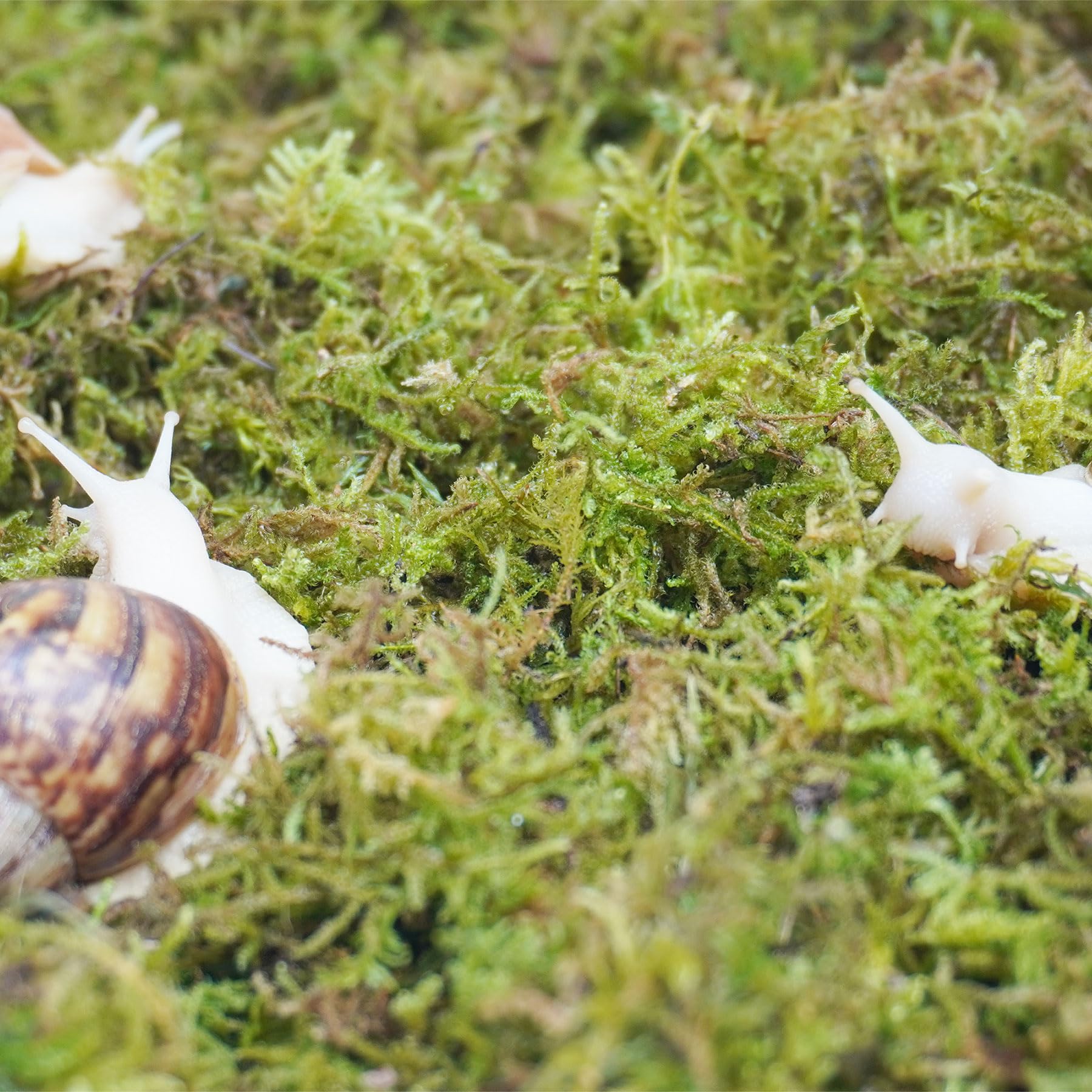 Jinymral snail habitat humidity demo highlights natural substrate in enclosure.