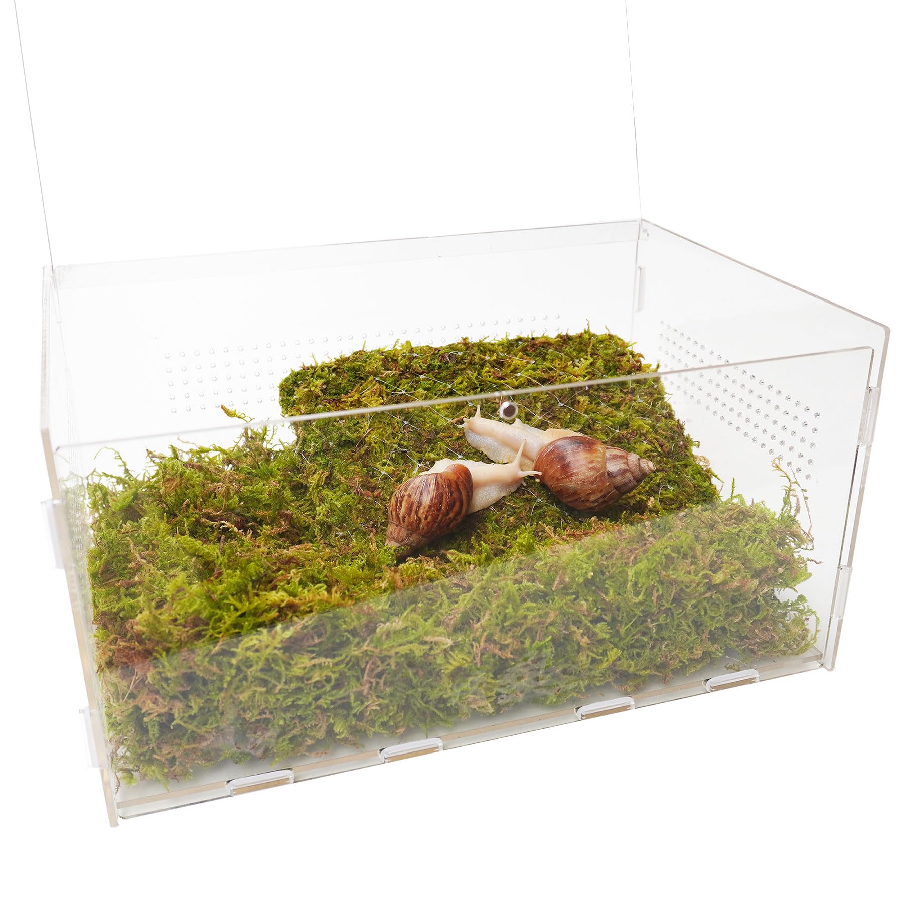 Jinymral snail moss close-up; natural moisture and habitat enrichment for snails