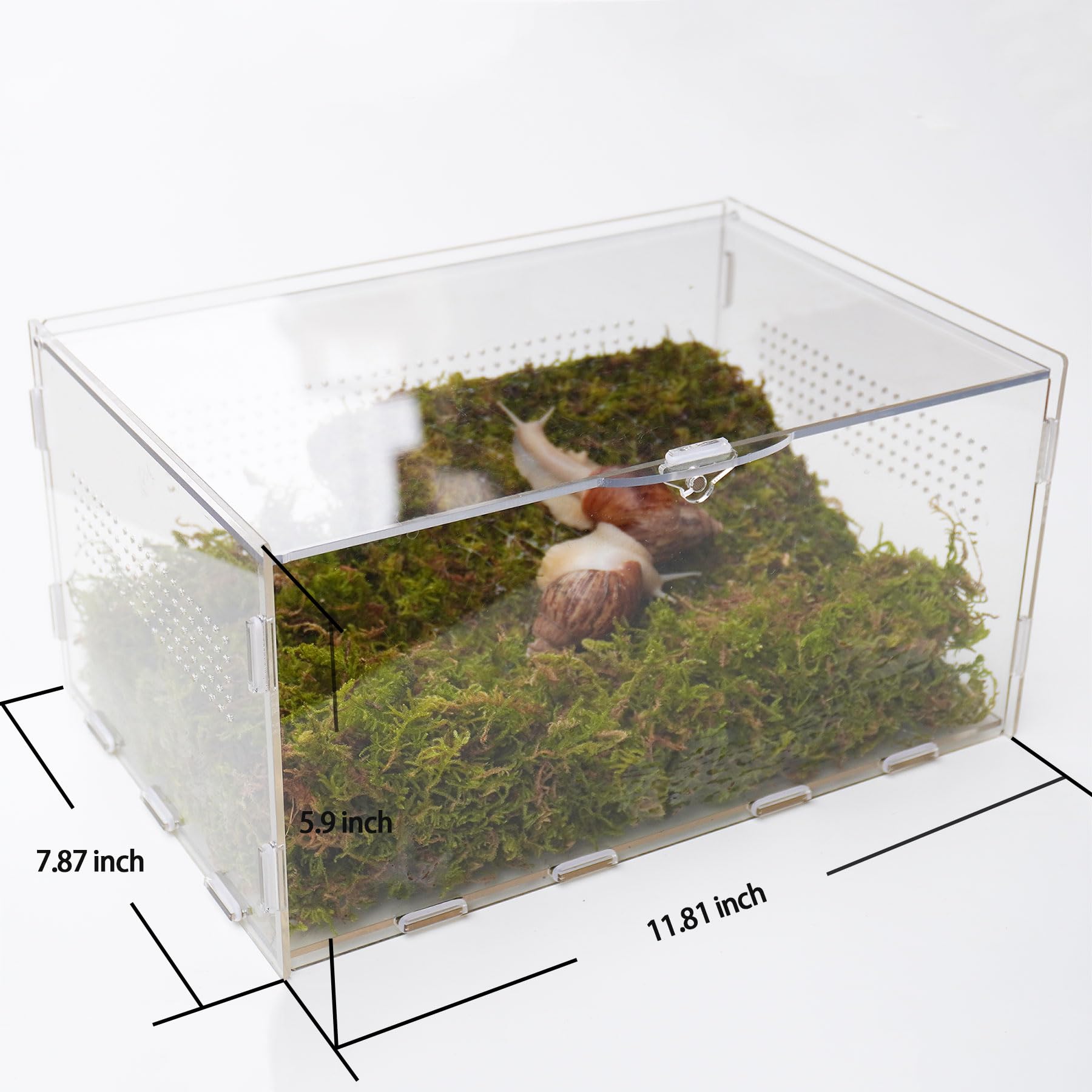Jinymral snail terrarium in use desk view; decorative educational snail habitat