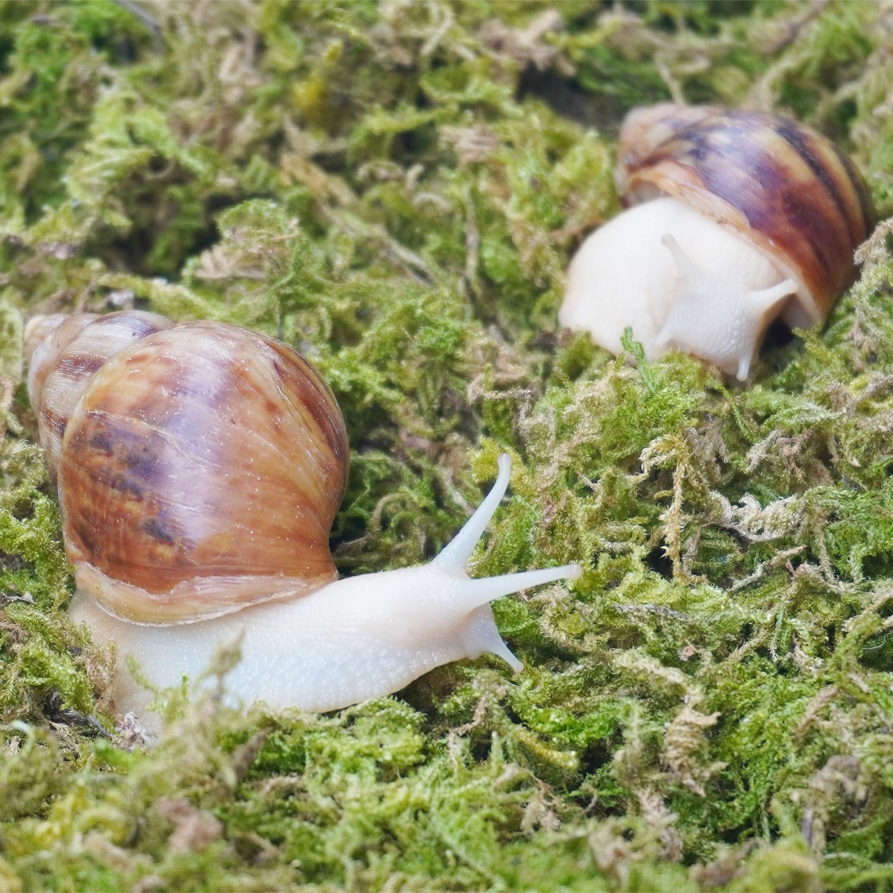 Jinymral substrate decorative enclosure demonstrates aesthetic enhancement for snail tanks.