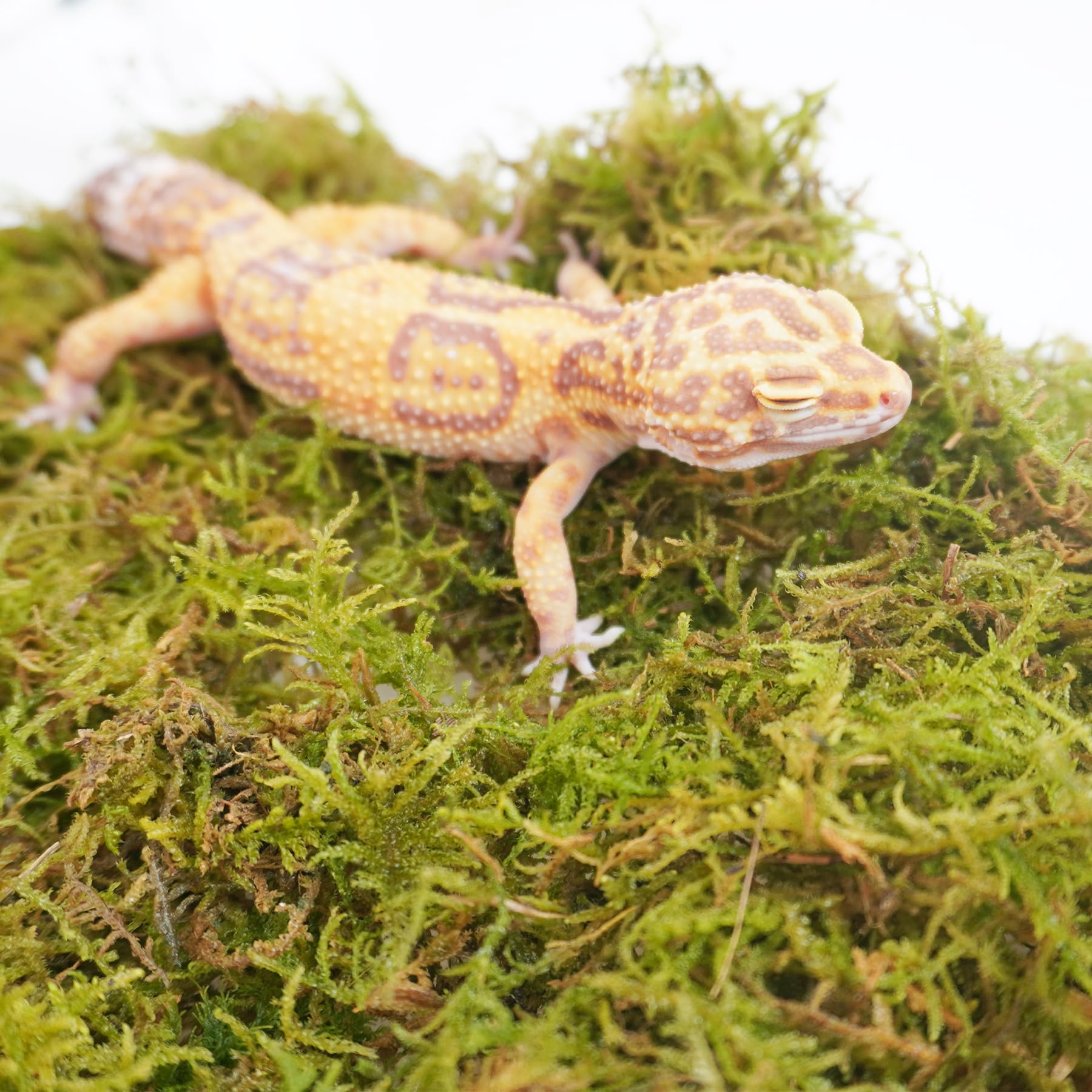 Jinymral substrate expands when submerged to form a fluffy, humidity-friendly gecko bed.