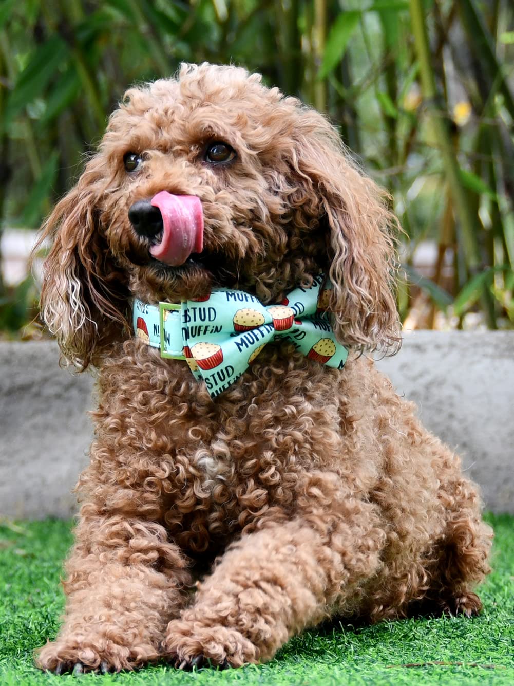 JIUJIA metal buckle and D-ring ensure secure leash attachment during outings.