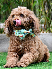 JIUJIA metal buckle and D-ring ensure secure leash attachment during outings.
