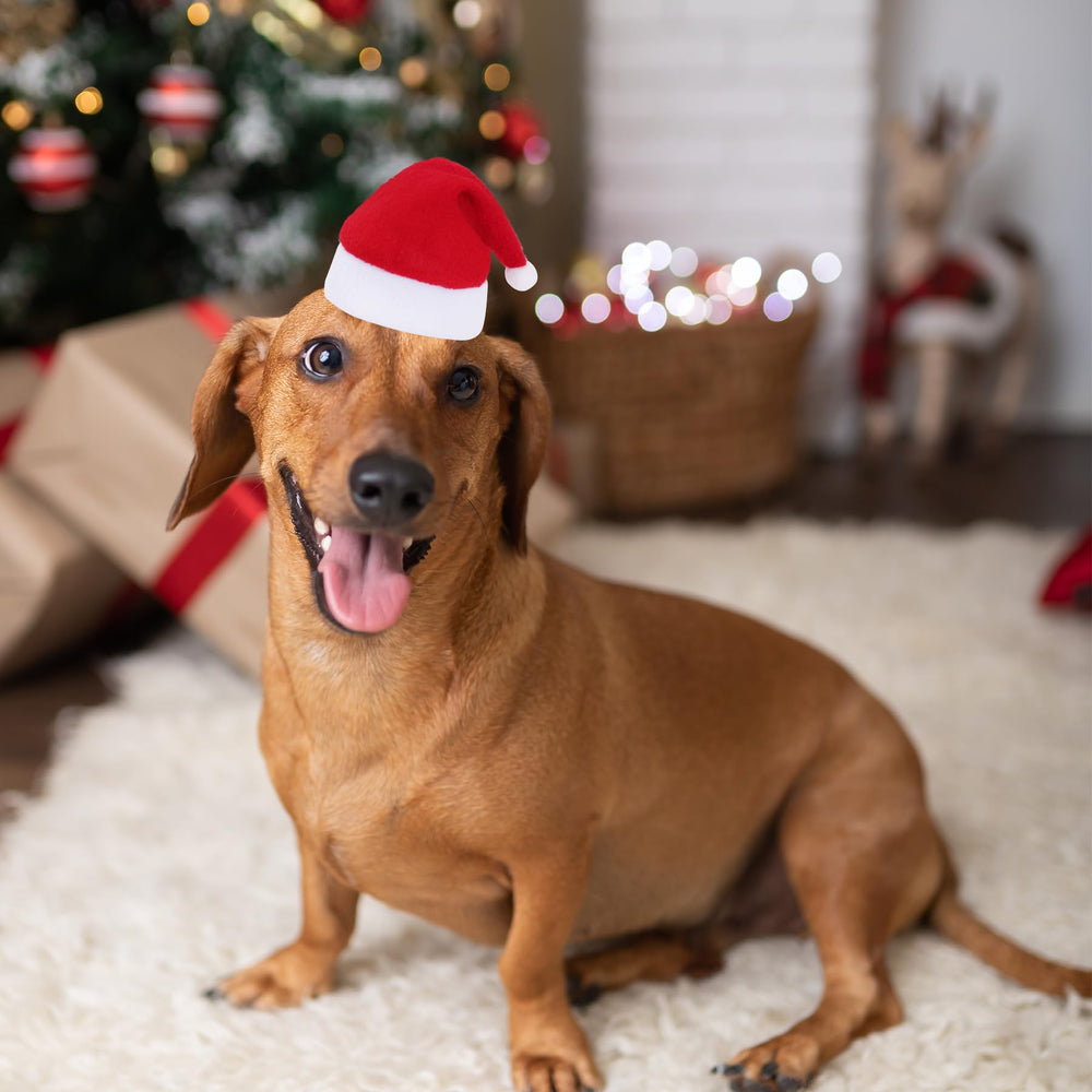 Jmkcoz pet Christmas hats ideal for festive gatherings and photos.