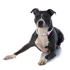 JOGIA Beaded dog collar pink-grey beads offers lightweight comfort for all dogs.