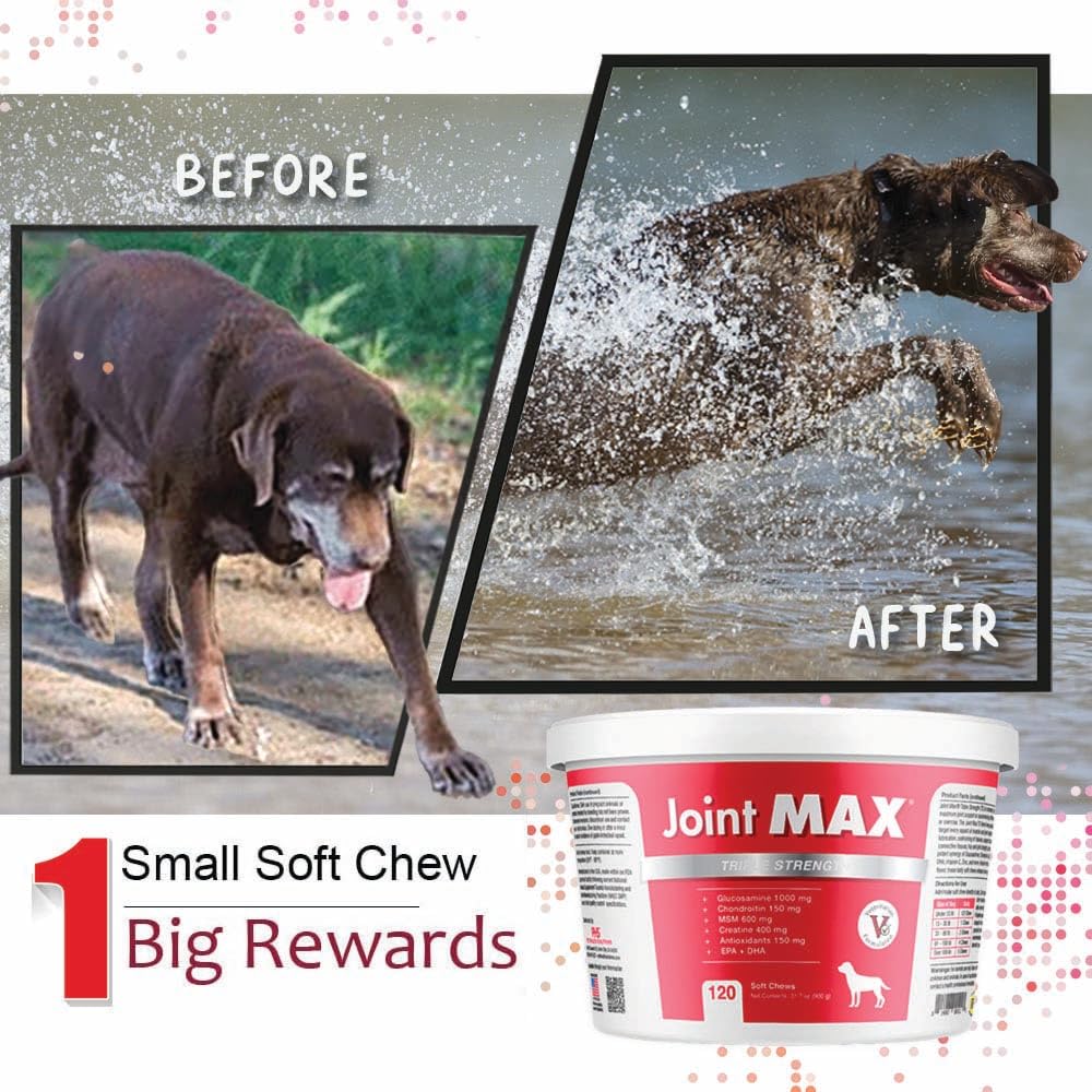 Joint Max TS creatine feature image for activity-friendly joints