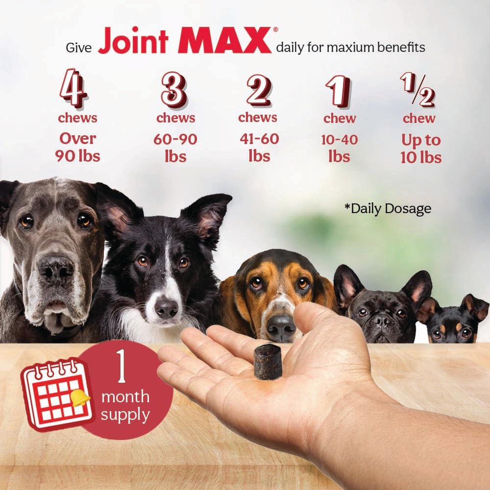 Dog on a backyard walk with Joint Max TS for comfortable movement.