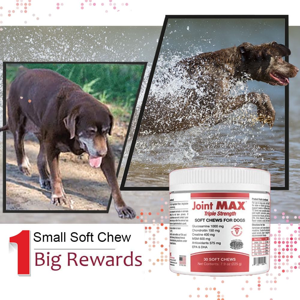 Active dog at the park after using Joint Max TS chews for mobility.