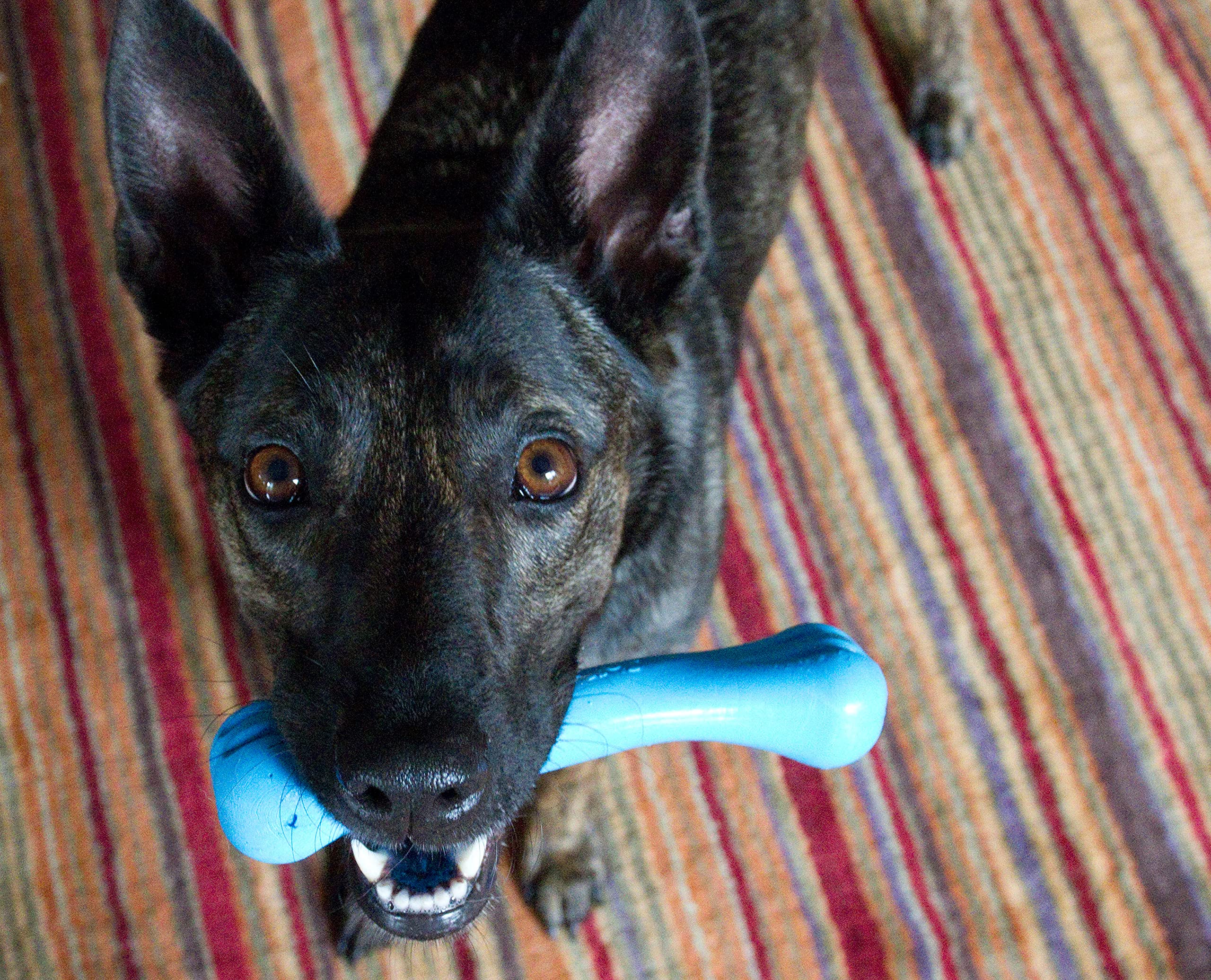 Jolly Pets Jolly Bone Medium Blue, USA-made durability for long-lasting chews