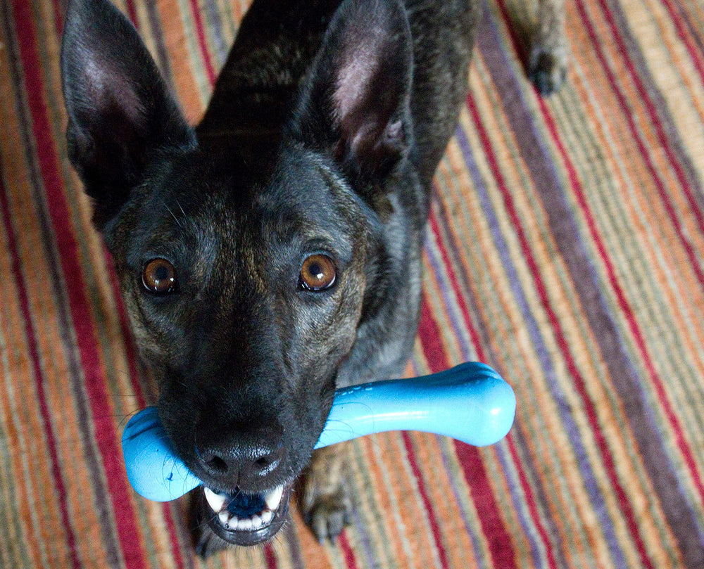 Jolly Pets Jolly Bone Medium Blue, USA-made durability for long-lasting chews