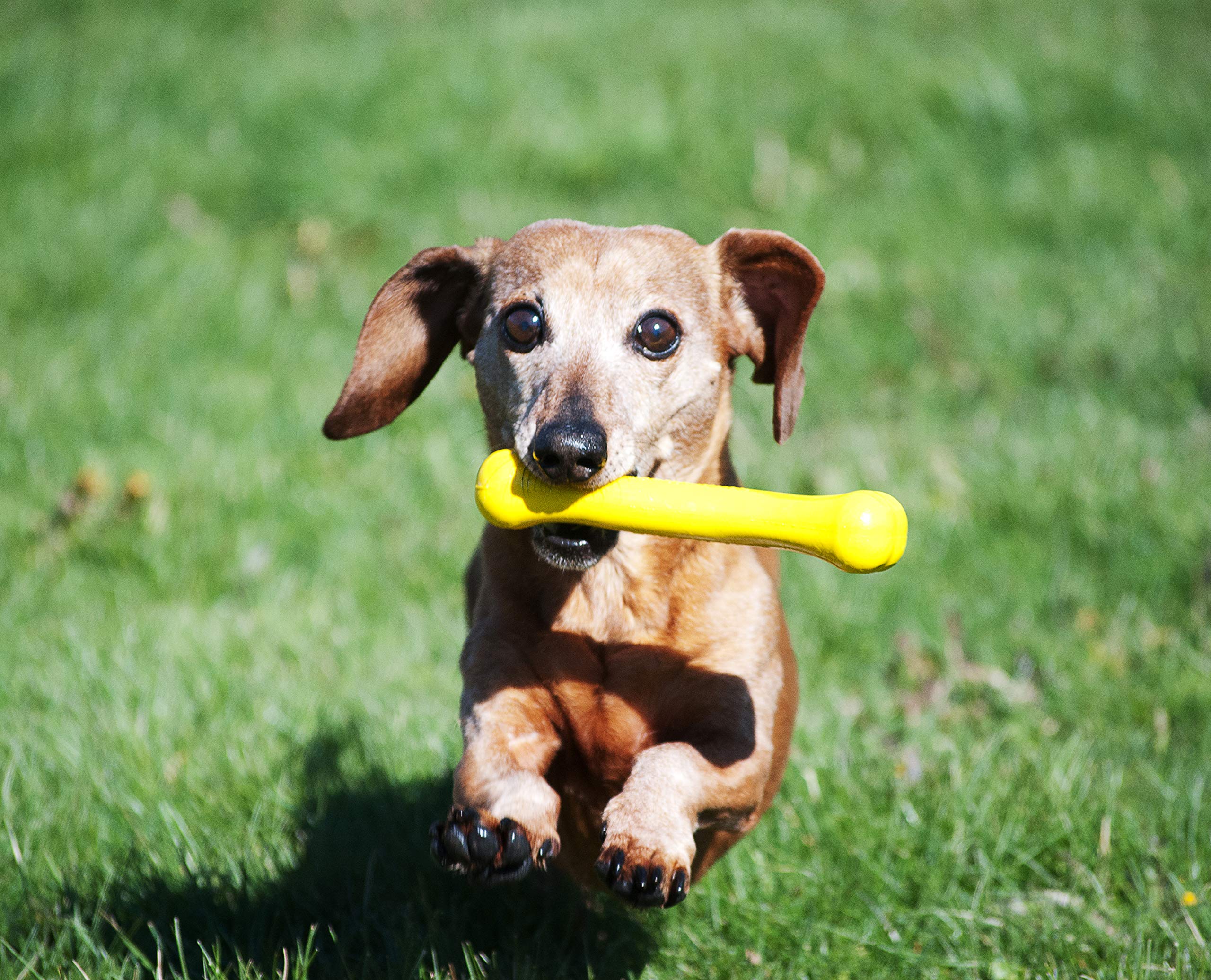 Jolly Pets Jolly Bone small yellow fetch-session photo demonstrates water-friendly floating.