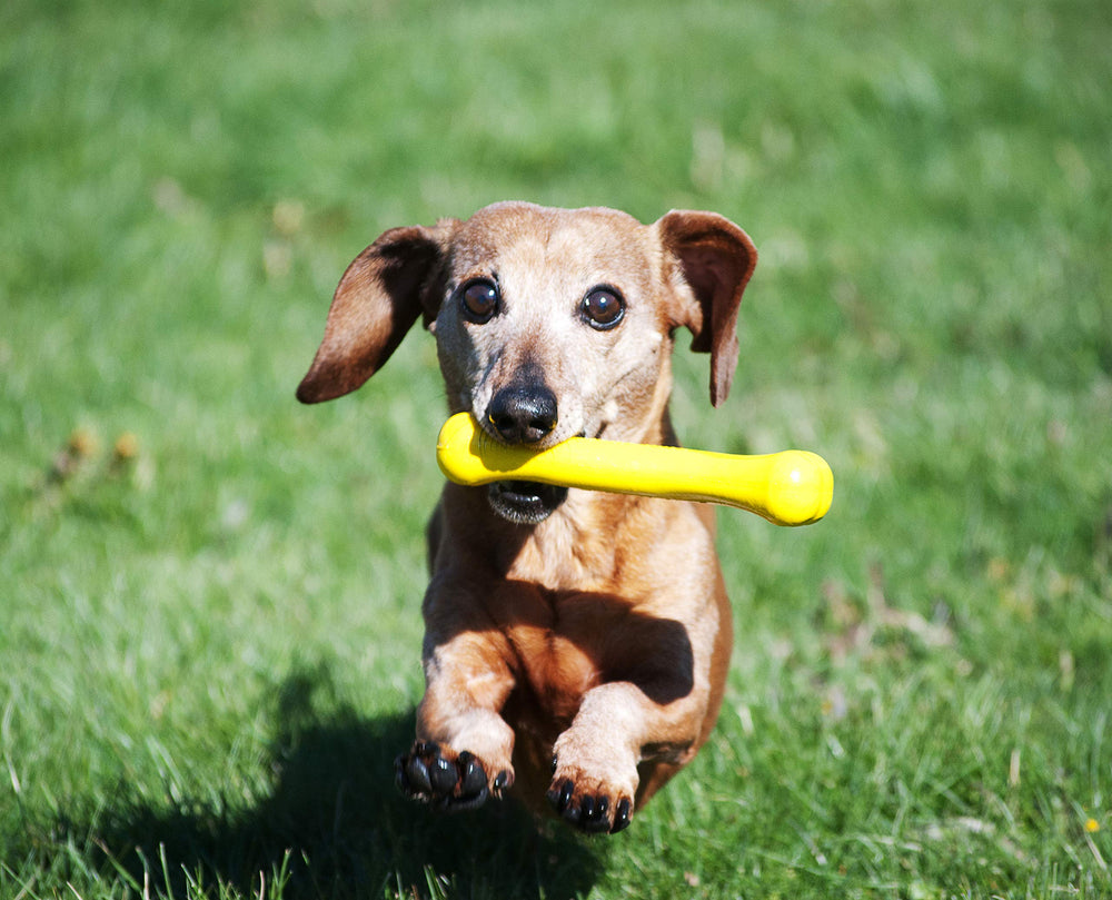 Jolly Pets Jolly Bone small yellow fetch-session photo demonstrates water-friendly floating.