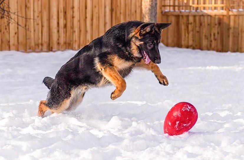 Jolly Pets Jolly Egg flota en agua, ideal para juegos acuáticos.