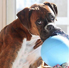 Jolly Pets Romp-n-Roll easy-grip rope ready for tug and throw play.