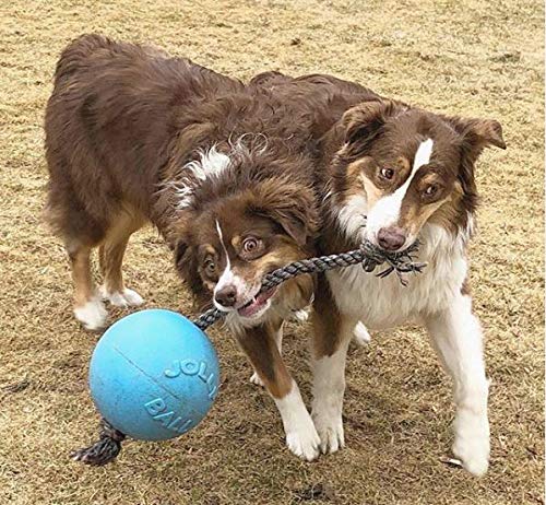 Jolly Pets Romp-n-Roll large blueberry water retrieval demonstrates floating fun.
