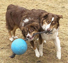 Jolly Pets Romp-n-Roll large blueberry water retrieval demonstrates floating fun.