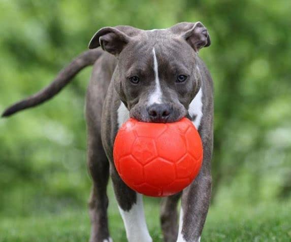 Jolly Pets soccer ball dog-play-action shows active chasing and jumping.