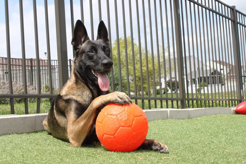 Jolly Pets soccer ball puncture-resilience enables tough outdoor play.
