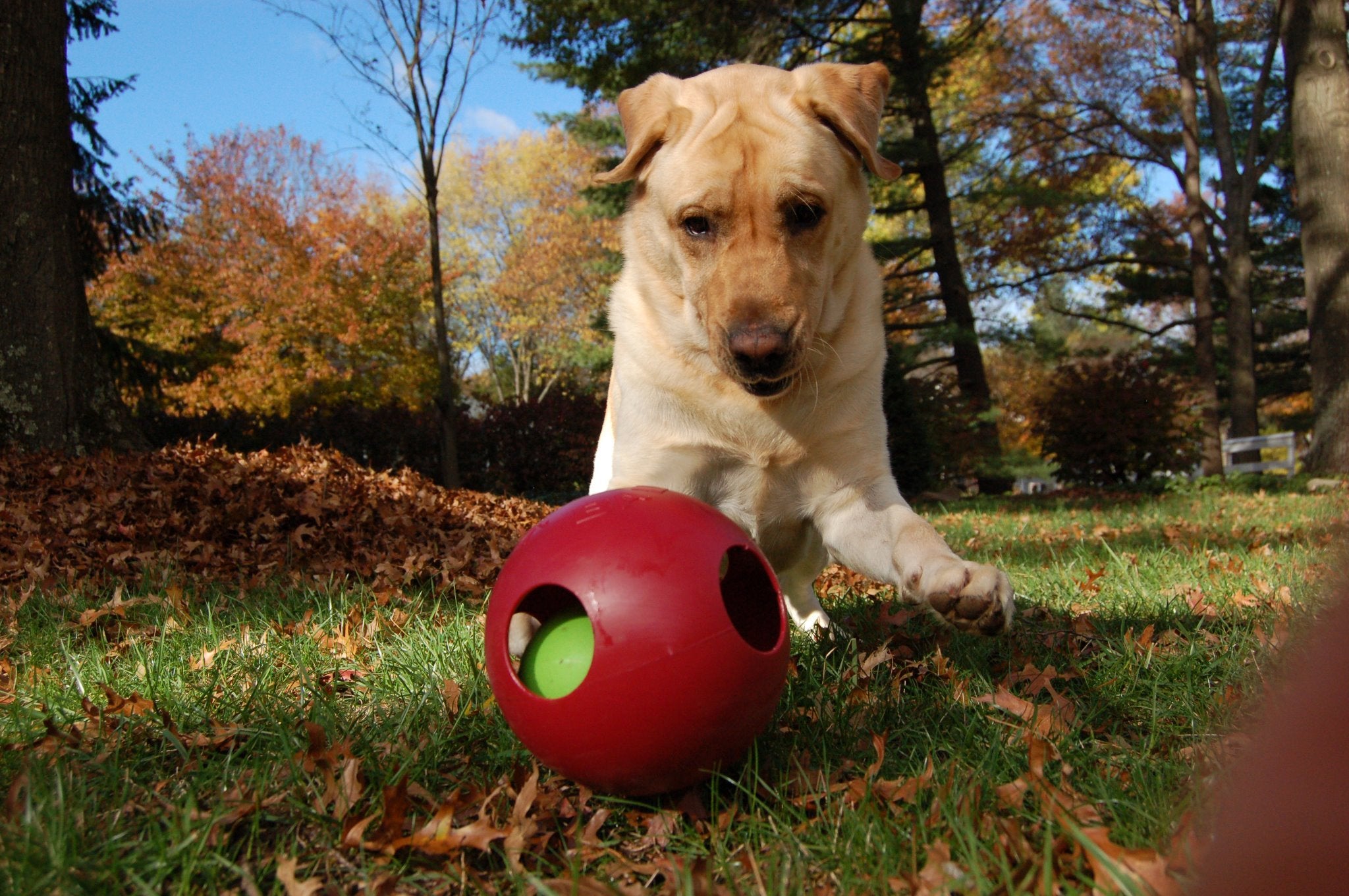 Jolly Pets Teaser Ball red exterior close-up emphasizing durability and grip for play.