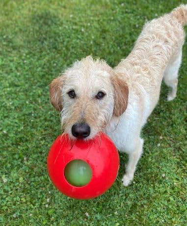 Jolly Pets Teaser Ball small red in-use tug and fetch demonstration.