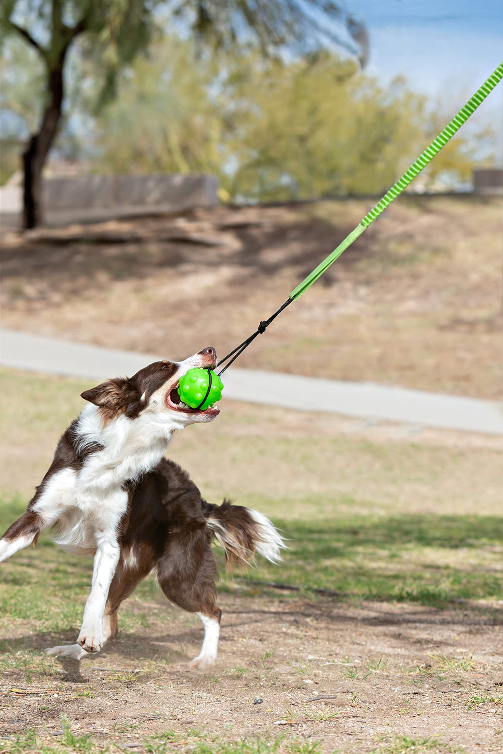 Jolly Pets Tree Tugger in action with a dog, promoting interactive exercise and stress relief.