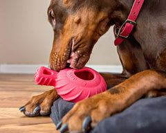 Jolly Pets Tuff Treader 6-inch red toy demonstrating erratic bounce during play.