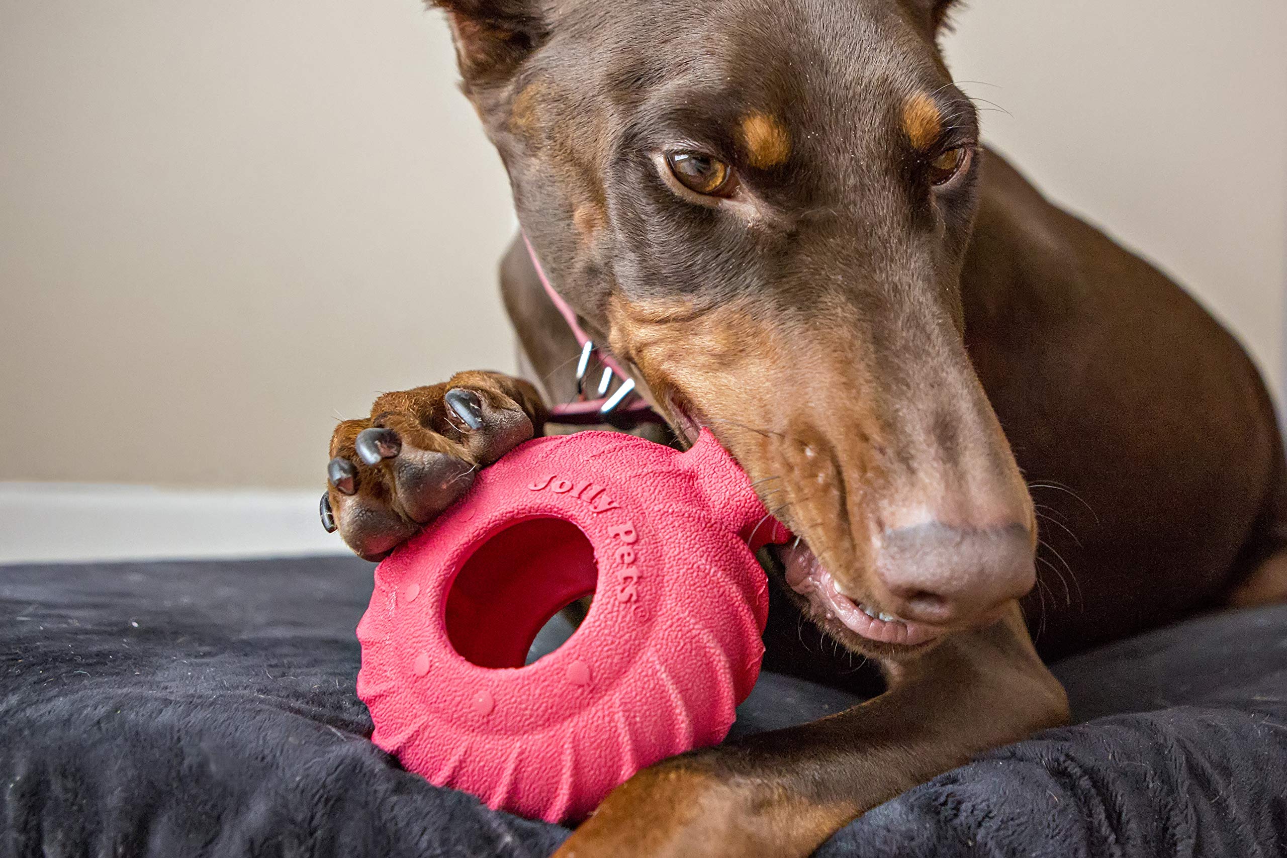 Jolly Pets Tuff Treader with textured surface for teeth cleaning during chews.