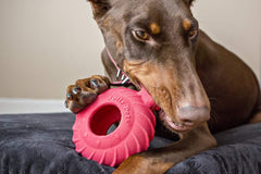 Jolly Pets Tuff Treader with textured surface for teeth cleaning during chews.