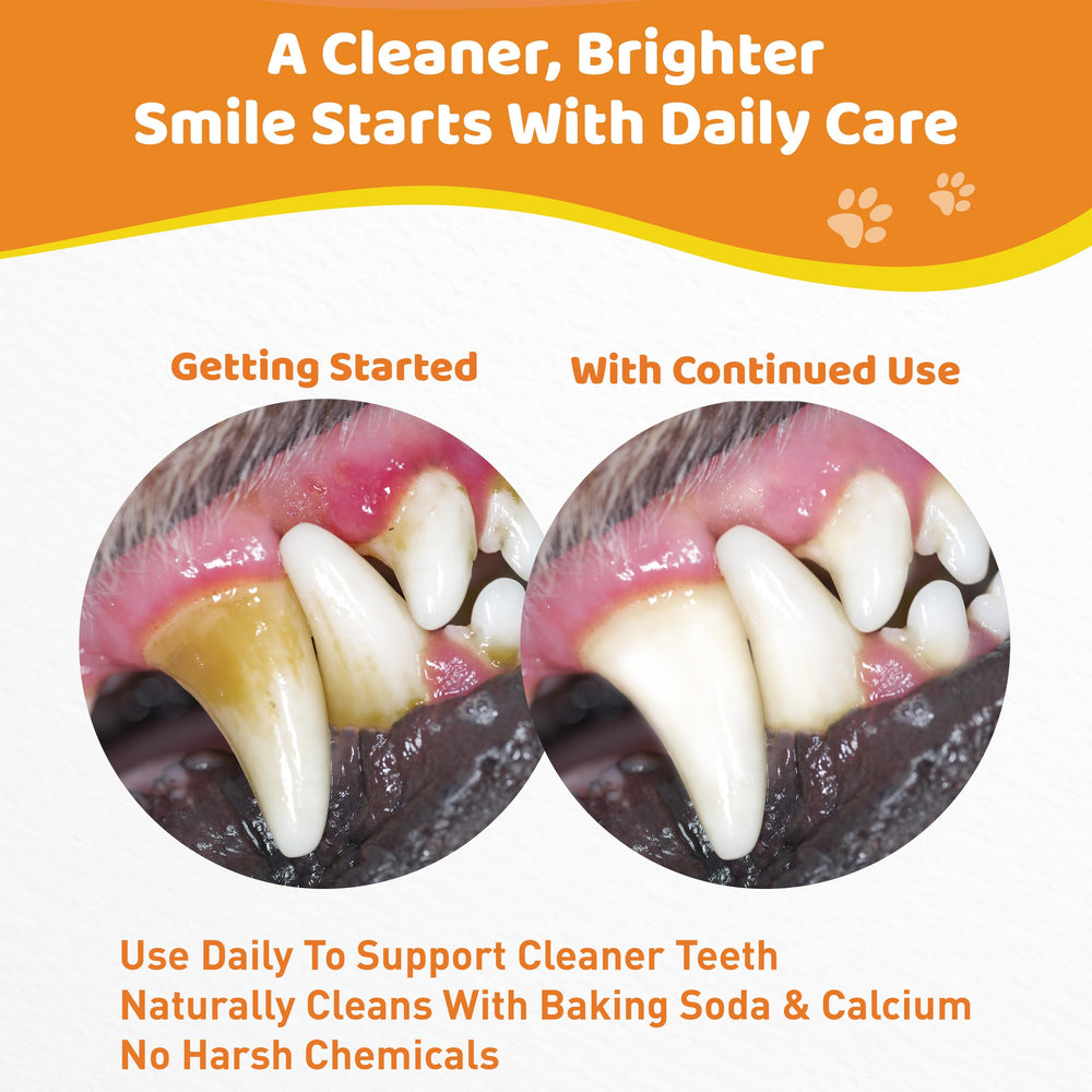 Jollyfit Dog Teeth Cleaning Powder in a dog bowl shows tastiness and routine integration