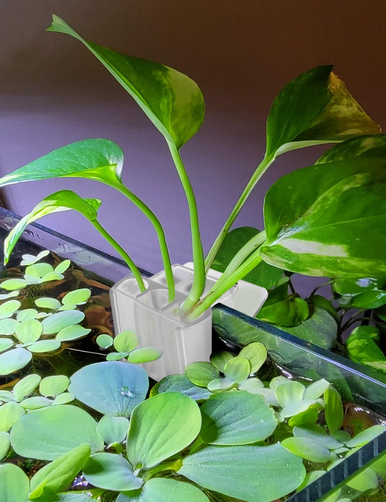 joqepy 3-hole hanging plant holder enables stable mounting in tanks