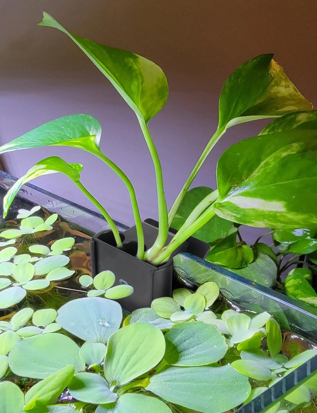 joqepy aquarium plant holder back-clip design keeps plants firmly in place
