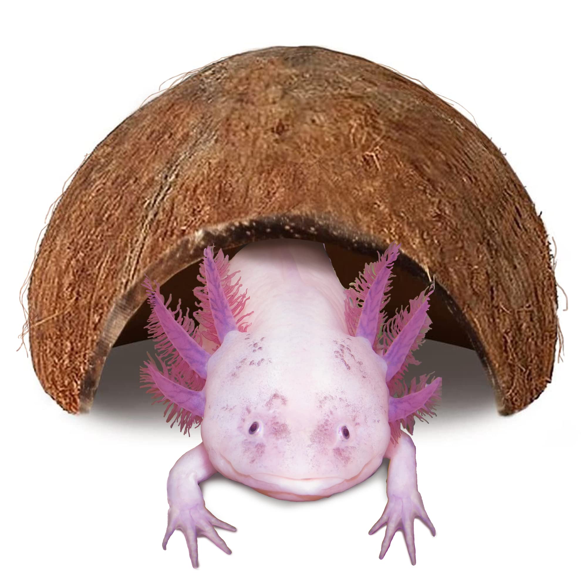 JOR Axolotl Cave coconut shell hideout offers private retreat for axolotl