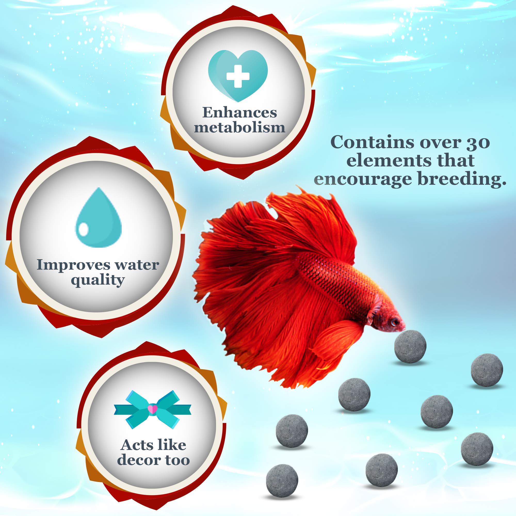 JOR Betta Balls vibrant betta portrait highlights color and energy.