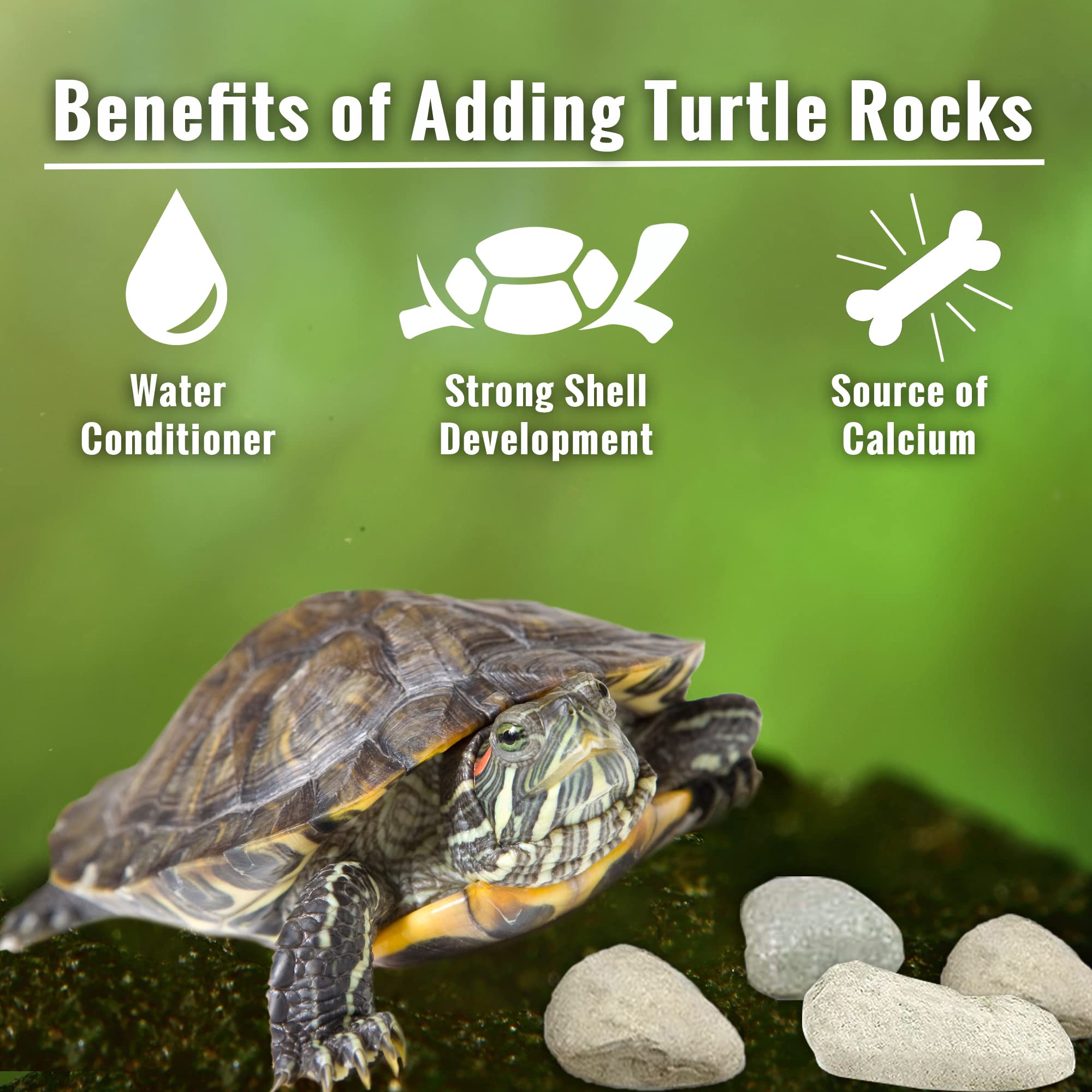 JOR Calcium Rocks for hermit crabs and snails, encouraging healthy growth and muscle function.